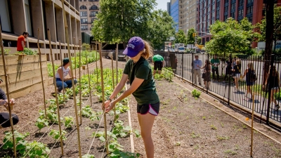 Student adjusting a stake at the Urban Farm Lab.