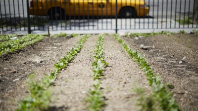 urbanfarm