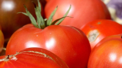 Ripe tomatoes of varying colors