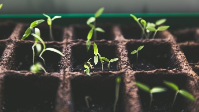 A collection of seedlings in dirt