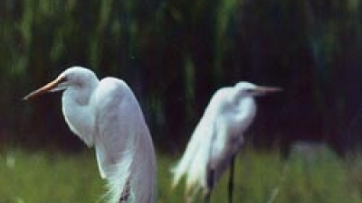 Herons in Staten Island
