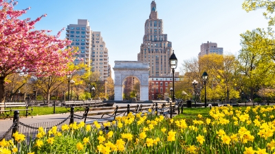 Washington Square park on a bright spring day with daffodils in the foreground