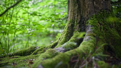 A photo of the exposed roots of a tree in a forest with green moss growing over them