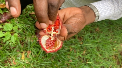Two hands holding an achiote plant