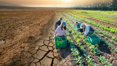 A group of farmers harvesting their crops standing in contrast to another image of very dry, cracked ground