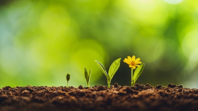 A row of young plants growing in rich soil, progressing from a small sprout to a blooming yellow flower against a soft green blurred background.