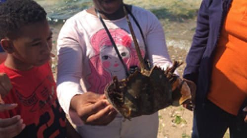 Student holding a horseshoe crab