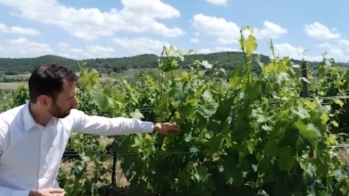 A man in a white button down with one arm in a grape plant.