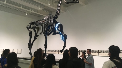 Large skeleton in museum