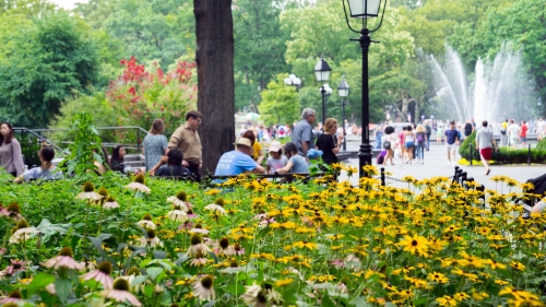 A summer scene of Washington Square Park with yellow daisies in the foreground