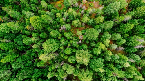 The photo is an arial view of a green forest with vibrant, green trees.
