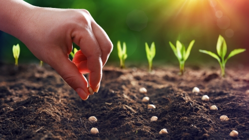 The image shows a hand dropped seeds in rows with budding plants in the background