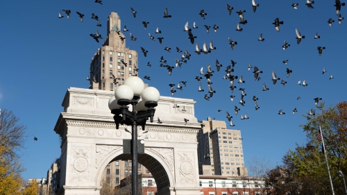 Washington Square Park Arch, blue sky and birds flyer past