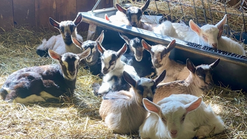 A dozen baby goats, laying in hay