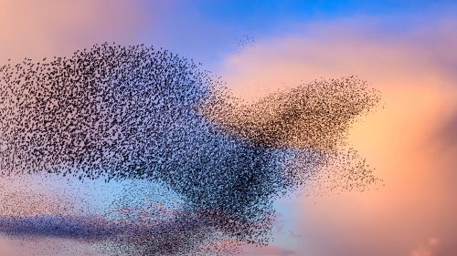 Birds fly in a large murmuration