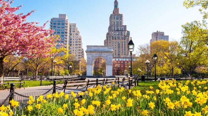 Washington Square park on a bright spring day with daffodils in the foreground