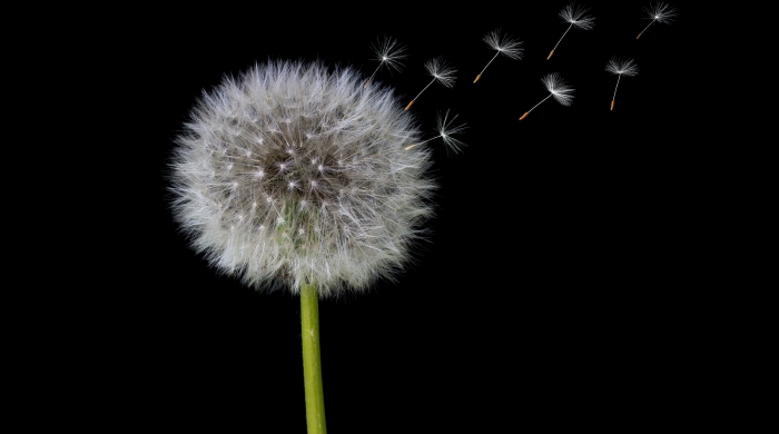 A photo of a dandelion against a black background with some of the seeds blowing away from the central pod