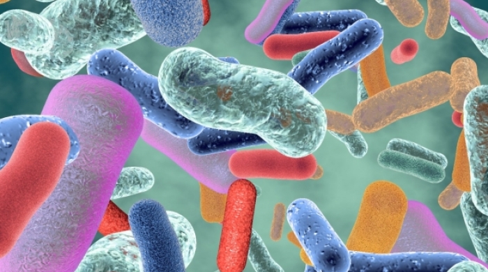 An illustration of multicolored bacteria.