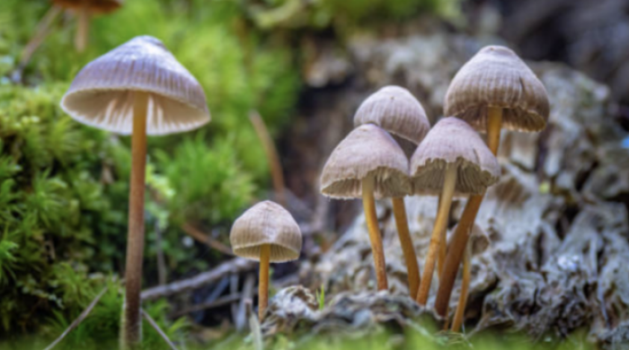 A group of mushrooms growing from moss