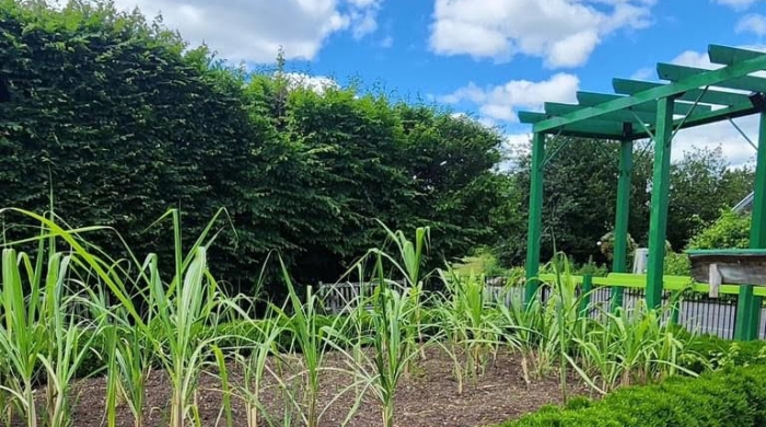 A photo of an outdoor garden and garden pagoda