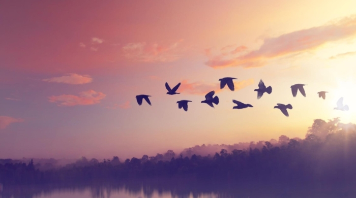 Birds flying in front of sunset