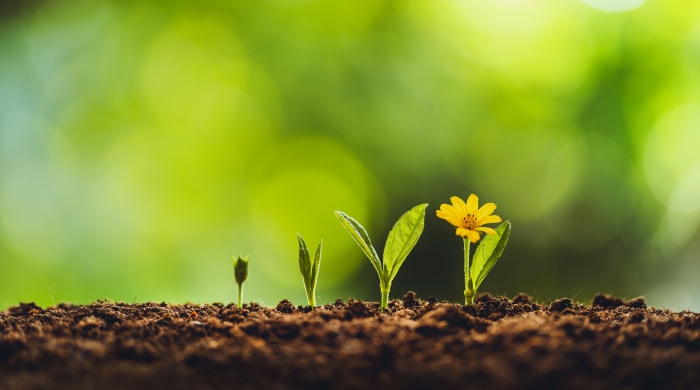 A row of young plants growing in rich soil, progressing from a small sprout to a blooming yellow flower against a soft green blurred background.