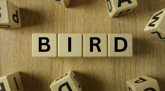 Wooden word blocks spelling the word "bird"