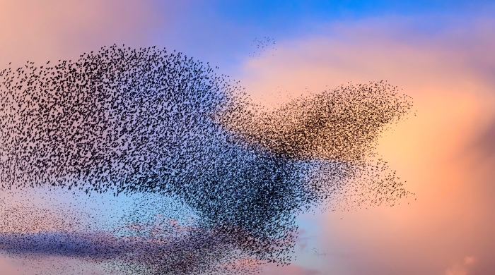 Birds fly in a large murmuration