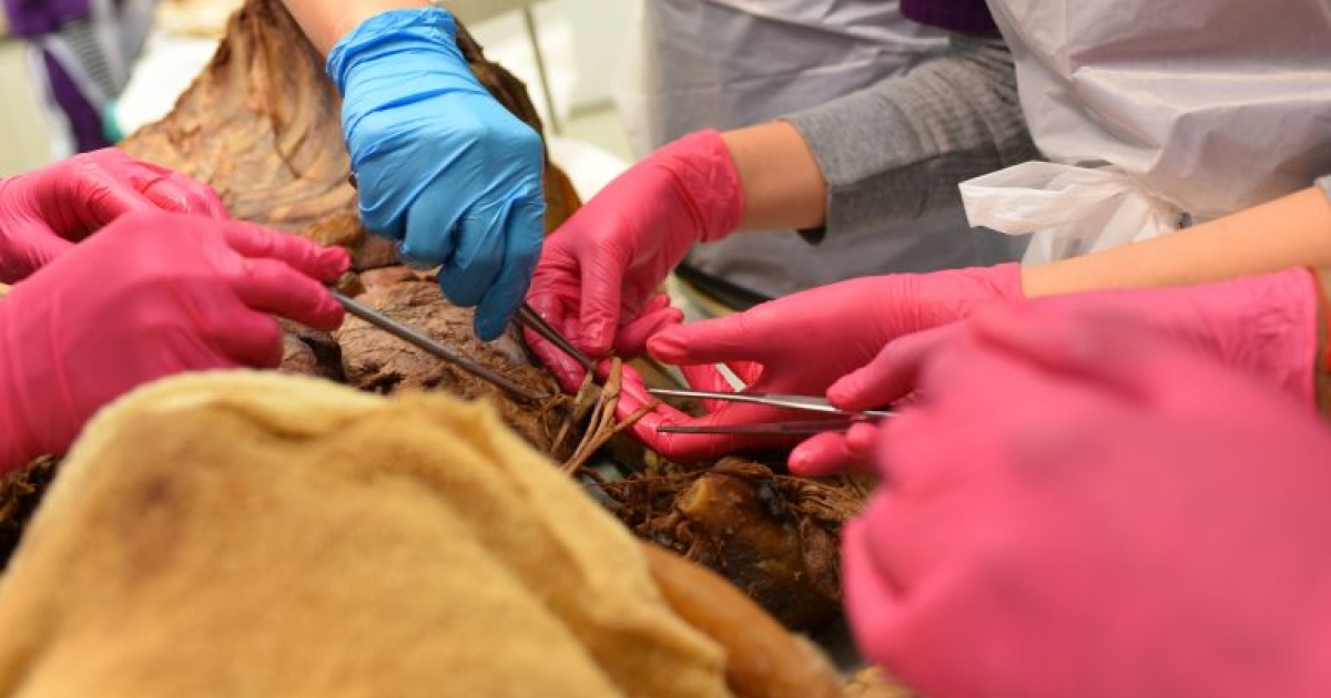 What We're Learning: Human Anatomy Lecture and Cadaver Lab | NYU Steinhardt