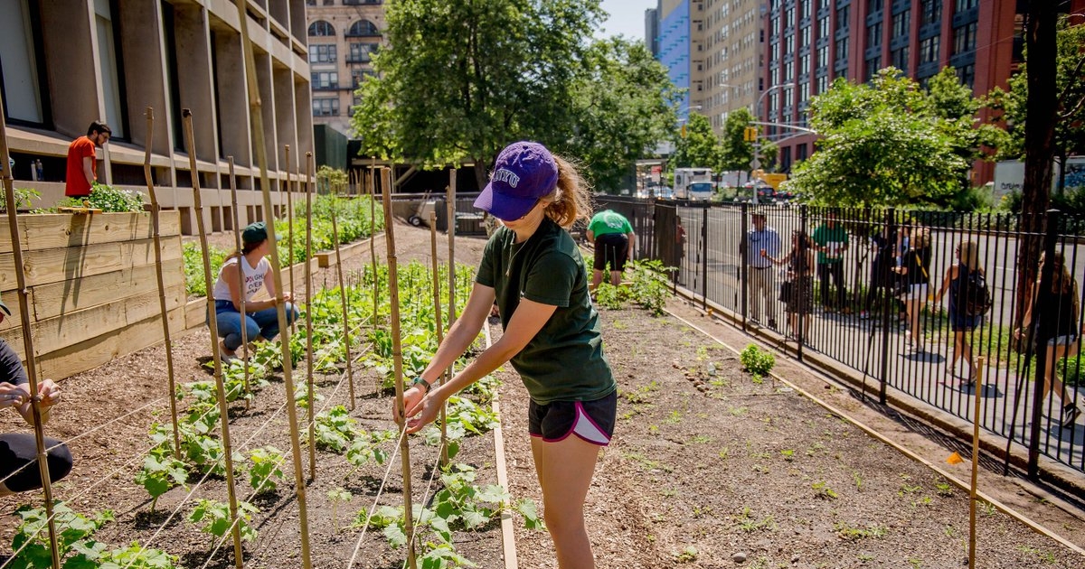 Nutrition and Food Studies Urban Farm Lab NYU Steinhardt