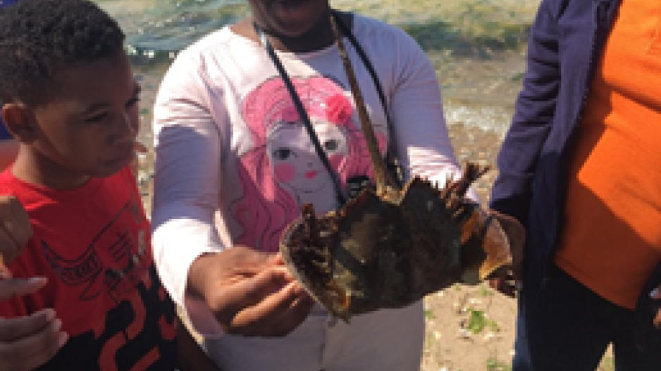 Student holding a horseshoe crab