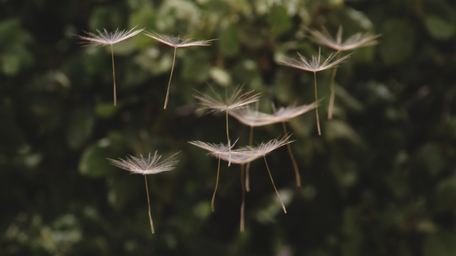 The seedlings of a dandelion are floating in the area in front of a background of blurred green plants