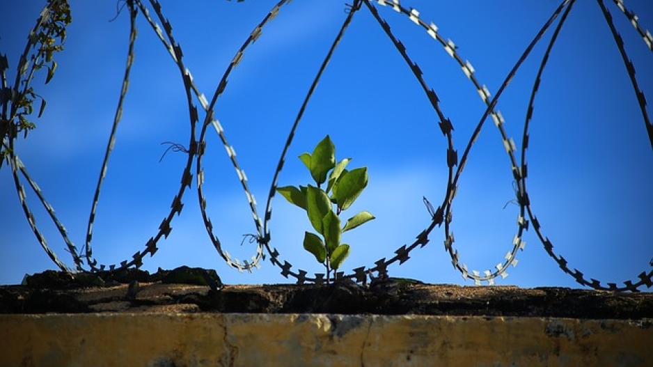 A photo of a green plant sprouting on the other side of a barbed wire fence