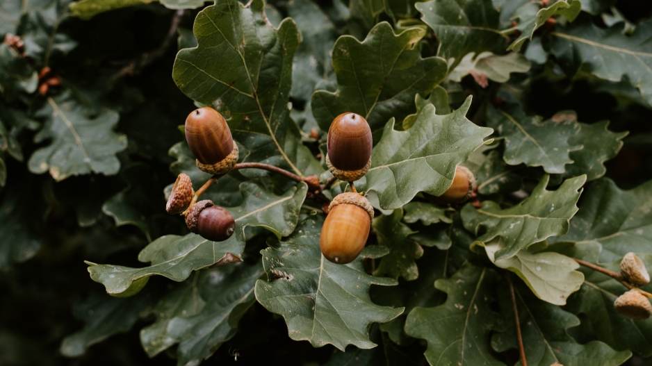 A photo of 7 acorns against dark green foliage