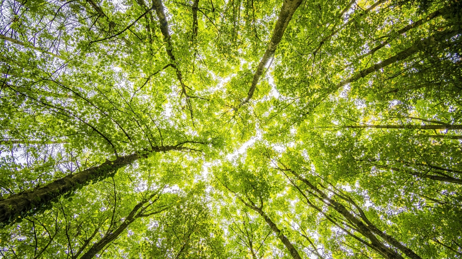 Photo of a lot of tall, thin trees in a forest taken from the ground and look directly up into the leaves