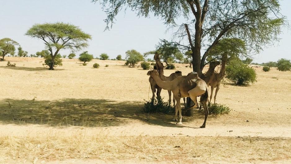 A photo of a group of camels in Niger standing in the shade of a tree