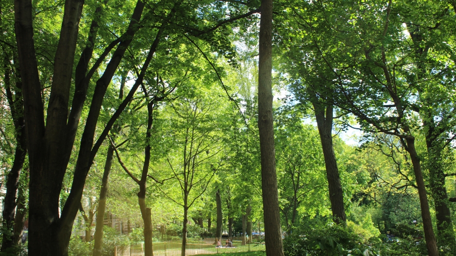 Photograph of tall green trees in a park, with barely any sky being able to be seen through the leaves of the trees. 