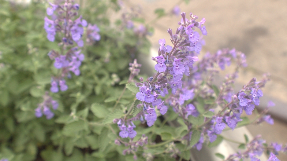 Photograph of purple flowers in the foreground projecting towards the viewer in a pot. 