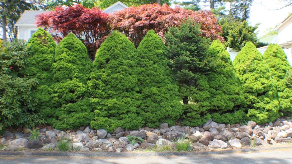 Photograph of some evergreen hedges on an asphalt drive in a suburban neighborhood. 