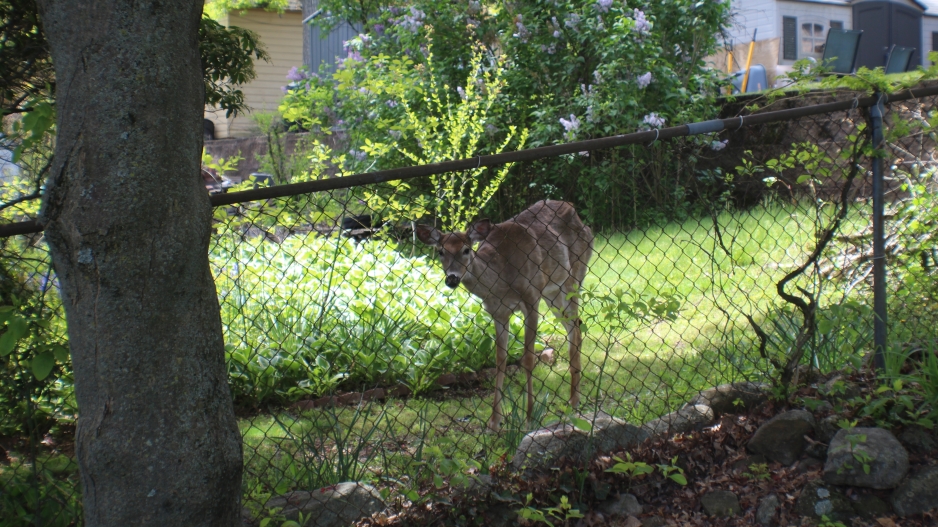 Photograph of a deer behind a chain-link fence in a backyard of green grass and shrubs. Some houses are in the background.
