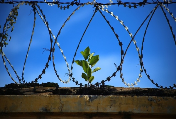 A photo of a green plant sprouting on the other side of a barbed wire fence