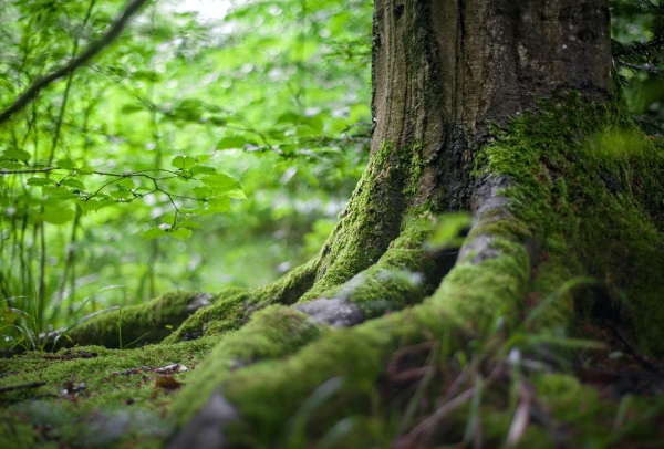 A photo of the exposed roots of a tree in a forest with green moss growing over them