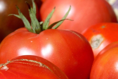 Ripe tomatoes of varying colors