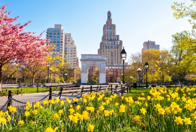 Washington Square park on a bright spring day with daffodils in the foreground