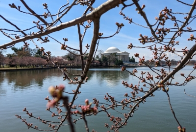 A view of the Jefferson Memorial in Washington, D.C. through budding tree branches.