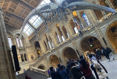 Students stand below a suspended whale skeleton in a museum