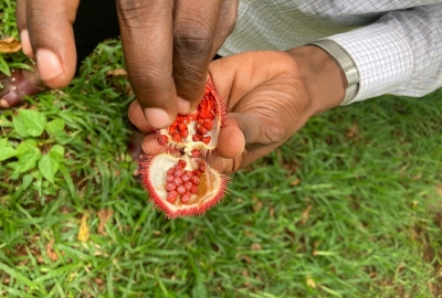 Two hands holding an achiote plant