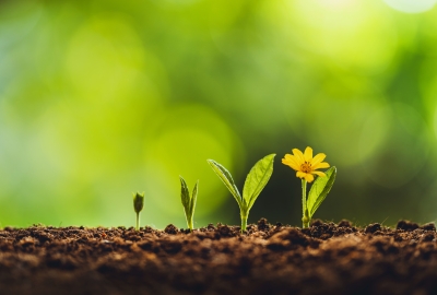 A row of young plants growing in rich soil, progressing from a small sprout to a blooming yellow flower against a soft green blurred background.