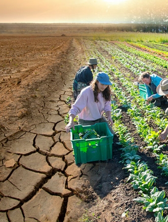 A group of farmers harvesting their crops standing in contrast to another image of very dry, cracked ground